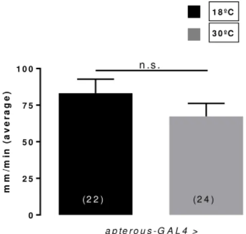 Figure 2.5 Gross locomotion is not influenced by silencing apterous neurons  The  locomotion  ability  of  female  flies  with  silenced  apterous  neurons  is  not  significantly  compromised,  as  measured  by  the  total  distance  walked  in  the  aren