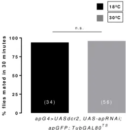 Figure 1.8 Knockdown of Apterous in the adult fly does not alter receptivity  Flies that express dcr2 and apterous-RNAi (when exposed to 30˚C for 96 hours) do  not show reduced receptivity; plotted as cumulative percentage of copulation events  across  cou