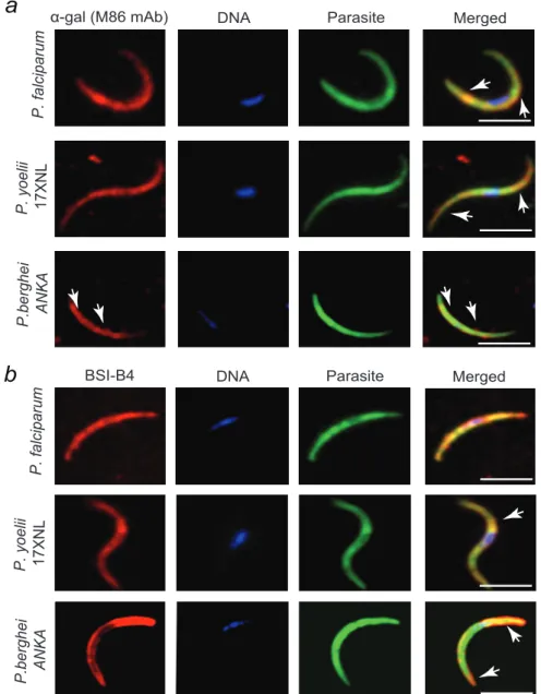 Figure  2.2  Recognition  of α -gal  in  Plasmodium  sporozoites.  α-gal  (red)  staining  of  Plasmodium  strains  using  a)  an  anti-α-gal  mAb  (M86)  or  b)  BSI-B 4 