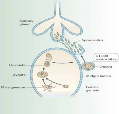 Figure 1.4 Mosquito Stage of Plasmodium. In mosquito gut, gametocytes released  from  burst  of  iRBC  develop  further  into  mature  gametes