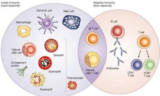 Figure 1.8 Components of immune system. The innate and adaptive immunity are  two  inter-related  defense  systems 103 