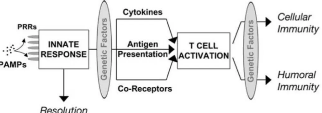 Figure 1.9 Interaction between innate immunity and adaptive immunity. Innate  immune  components  and  genetic  factors  focus  the  specific  adaptive  immune  response against antigenic targets
