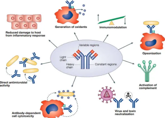 Figure 1.10 Ab effector functions. Abs  exist  as  membrane-bound  BCR  expressed  on B cell surface or are secreted in large quantities 