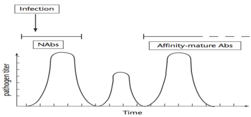 Figure 1.11 Role of NAbs in infection. Upon an infection, NAbs contribute to the  to  initial  recognition  and  elimination  of  pathogens