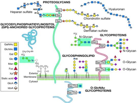 Figure  1.12  Glycan  families. The  common  glycans  expressed  by  eukaryotic  cells  are  categorized  according  to  their  linkage  to  protein  or  lipid