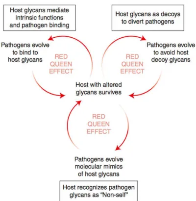 Figure  1.13  Red  Queen  Effect  on  glycan  alteration.  An  infected  host  must  constantly escape the negative impact imposed by pathogens, which is achieved in  some case by altering its glycan composition