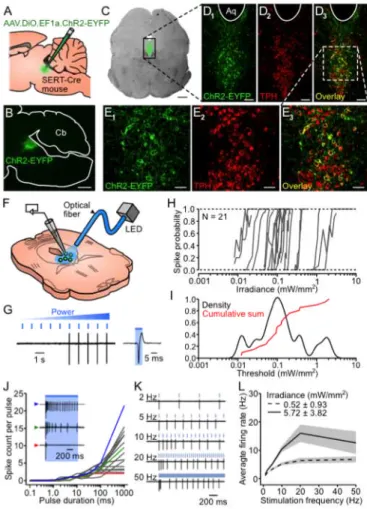 Figure 2.1. Specificity of ChR2-YFP expression in DRN 5-HT neurons and  efficiency of photostimulation  in vitro 