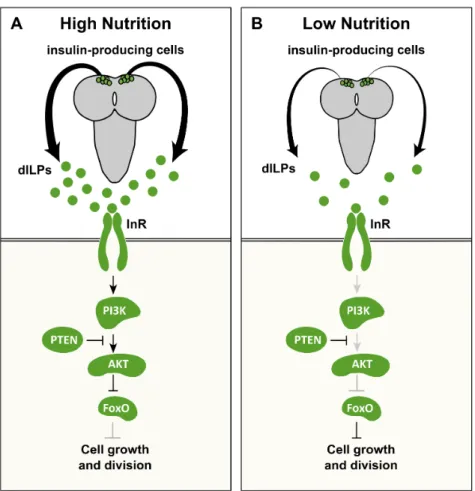 Figure 1.2: The IIS pathway in D. melanogaster The secretion of dILPs by the insulin-producing cells in the brain depends on nutrition