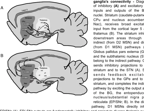 Figure  1.4  |  Diagram  basal  ganglia’s  connectivity  -  Diagram  of  inhibitory  (A)  and  excitatory  (B)  inputs  and  outputs  of  the  BG’s  nuclei