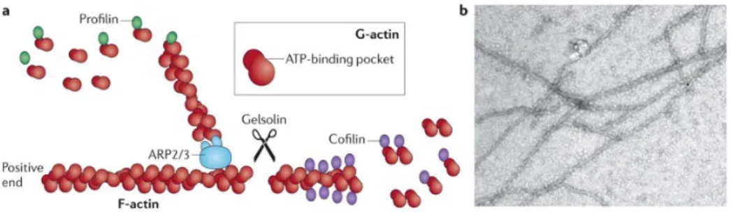 Figure  1.2:  Actin  filaments  are  formed  by  two  parallel  strands  of  head–tail  polymers of actin monomers