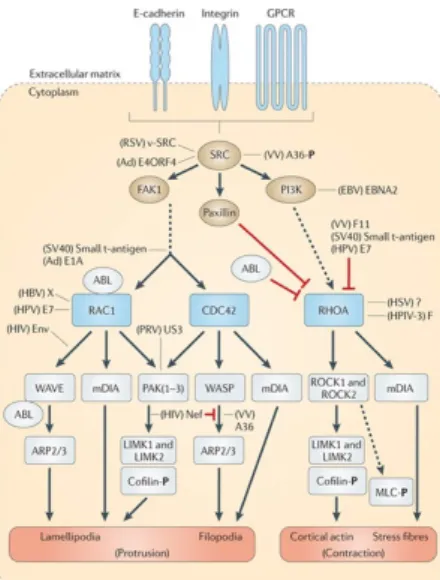 Figure 1.7: Formation of protrusive actin structures by Rho-family GTPases.  