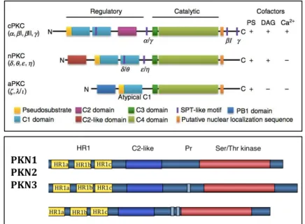 Figure 1.11: The PKC protein family. 