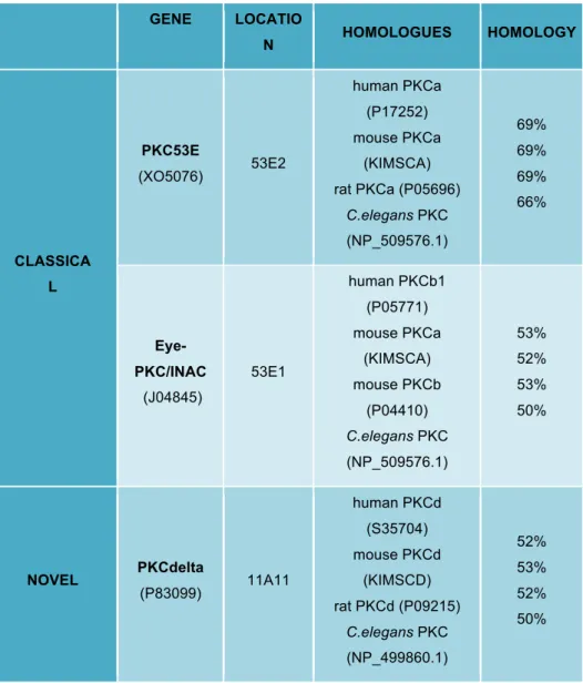 Table 1.1: PKC isoforms in Drosophila.  