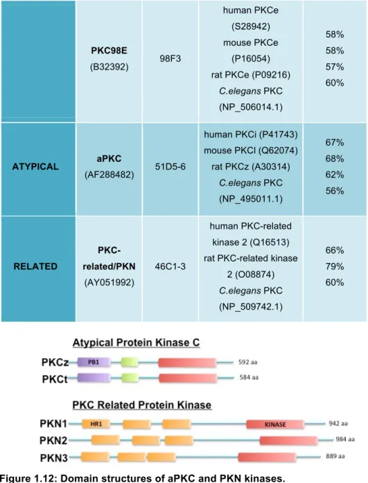 Figure 1.12: Domain structures of aPKC and PKN kinases. 