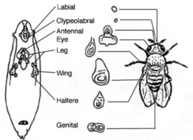 Figure 1.13: Drosophila wing discs give rise to the adult structures. 