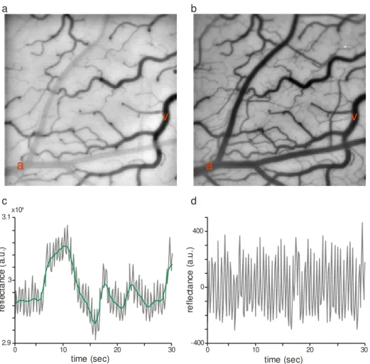 Figure  1.2 Intrinsic  signal  optical imaging in V1.  (a) Reflectance of cortical  surface  with  incident  light of 605  nm