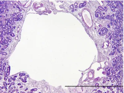 Figura  4  –  Biópsia  uterina  de  equino  na  qual  se  observa  a  presença  de  uma  lacuna  linfática