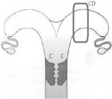 Figura  5  -  Esquematização  do  local  aproximado  de  punção  da  biópsia  endometrial no trato reprodutivo de burra