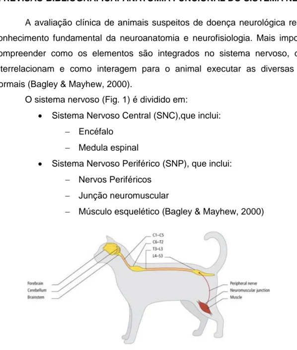 Figura  1.  Visão  global  da  anatomia  topográfica  do  sistema  nervoso  central e periférico (Garosi &amp; Platt, 2012)