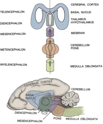 Figura  2.  Organização  segmental  do  encéfalo  (Lorenz et al., 2011; Blume, 2004) 