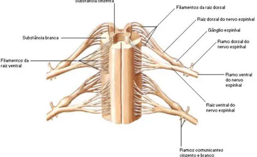 Figura 11. Formação do nervo espinhal - raízes ventral e dorsal (Netter, 2000).