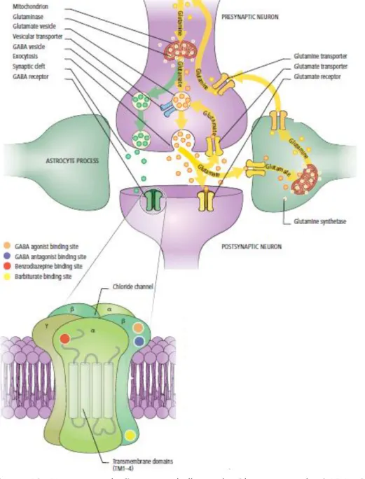 Figura  13.  Neurotransmissão  e  metabolismo  do  Glutamato  e  do  GABA.  O  glutamato é segregado pelos terminais pré-sinápticos em diversas vias no SNC,  bem  como  em  muitas  áreas  do  córtex  cerebral
