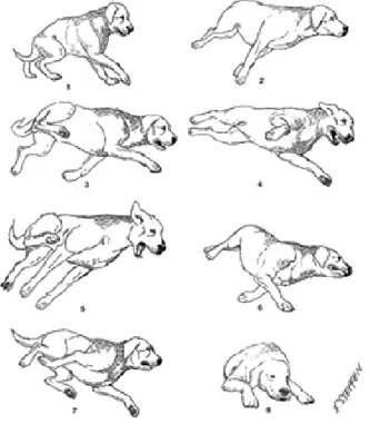 Figura  14.  Esquema  que  mostra  um  ataque  epilético  num  Labrador  Retriever.  (1)  Aura  como  crise  parcial;  (2)  espasmo  extensor  dos  membros  anteriores;  (3)  movimentos  coordenados  de  pedalagem  de  todos  os  membros,  chamados  automa