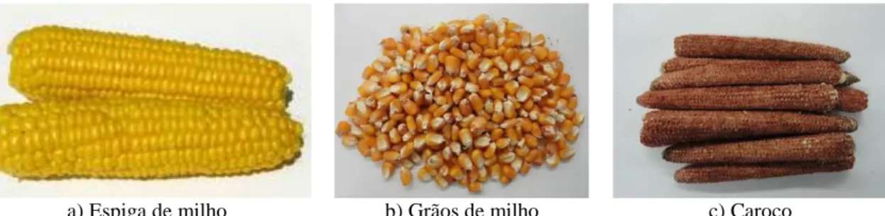 Figura 3.2: a) Espiga de milho; b) Grãos de milho; c) Caroço de espiga de milho 