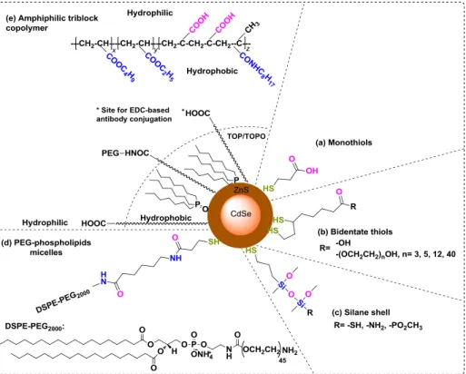 Figure  3  |  Surface  Modification  of  QDs.  Schematic  diagram  with  some  selected  surface  coatings  applied  for  surface  modification  of  QDs [15,  36] 