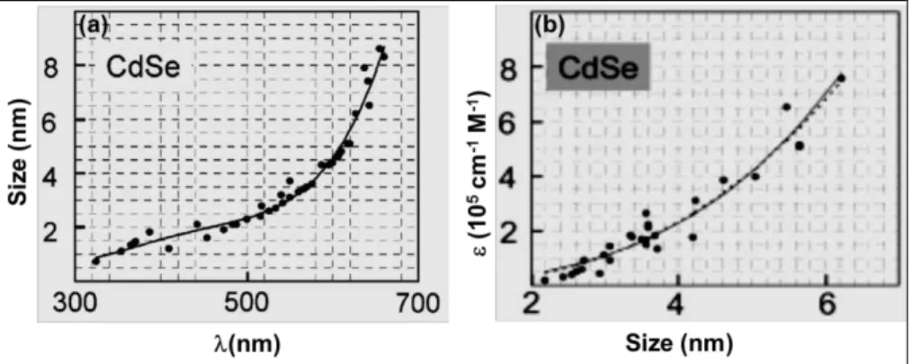 Figure 8 | Determination of the extinction coefficient of QDs. Sizing curve of CdSe  cores (a) and size-dependent extinction coefficient per mole of nanocrystals at the first  absorption  peak  of  CdSe  nanocrystals  (b)