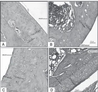 Figure 1. Photomicrographs of the distal femoral region stained with he- he-matoxylin-eosin.