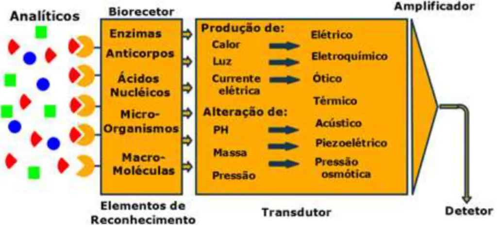 Figura 2.1 – Componentes de um Bio Sensor
