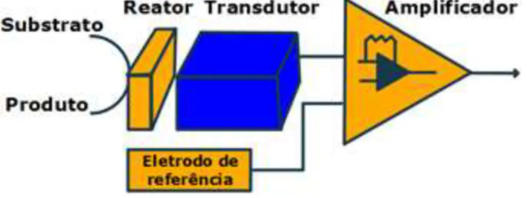 Figura 2.2 – Componentes sensor: Bio catalisador