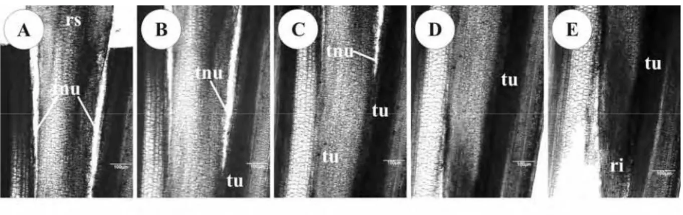 Figura 3. A – E. Secções longitudinais seriadas da região da enxertia aos 8 dias após a  enxertia (DAE) de Passiflora edulis f