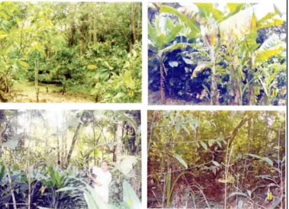 Figure 3. Nesting site selection by swarm founding wasp Angiopolybia pallens in the Atlantic rain forest,  Bahia  State,  Brazil:  shade  cocoa  (Theobroma  cacao)  plantation  (a)