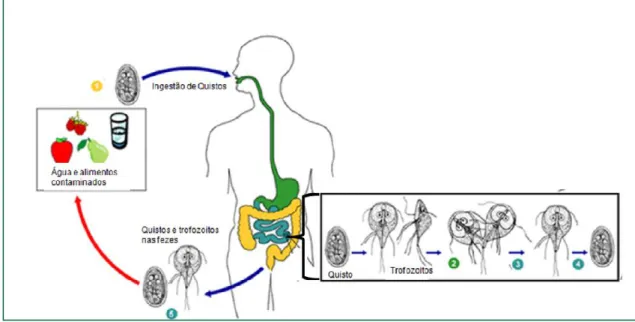 Figura 2.  Ciclo de vida de G. duodenalis (adaptado de CDC)