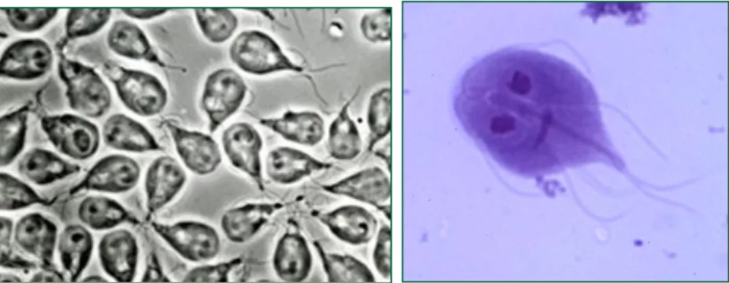Figura 4. e 5.  Trofozoítos de G. duodenalis  Fonte de imagem:http://www.dpd.cdc.gov/dpdx/Default.htm 