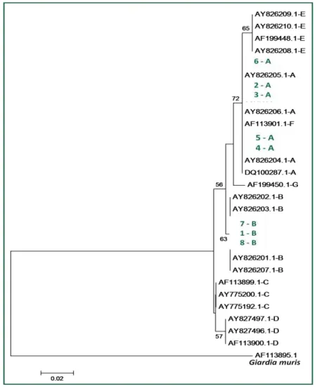 Figura 9.  Árvore representativa das relações filogenéticas das sequências do gene ssurRNA de Giardia  utilizando o algoritmo  neighbour-joining
