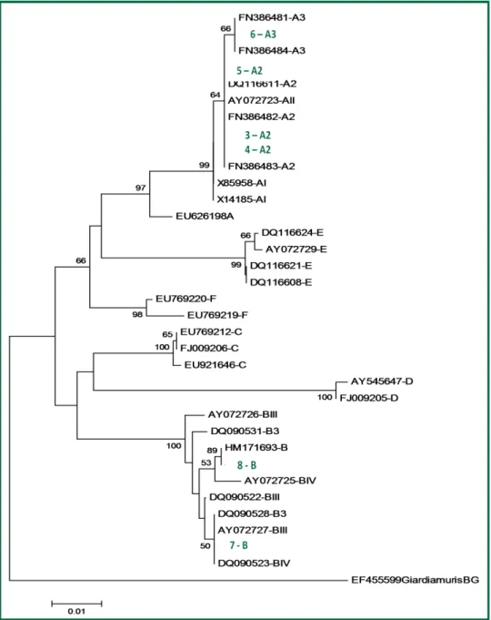 Figura  10.  Árvore  representativa  das  relações  filogenéticas  das  sequências  do  gene  β-giardina  de  Giardia  utilizando  o  algoritmo  neighbour-joining