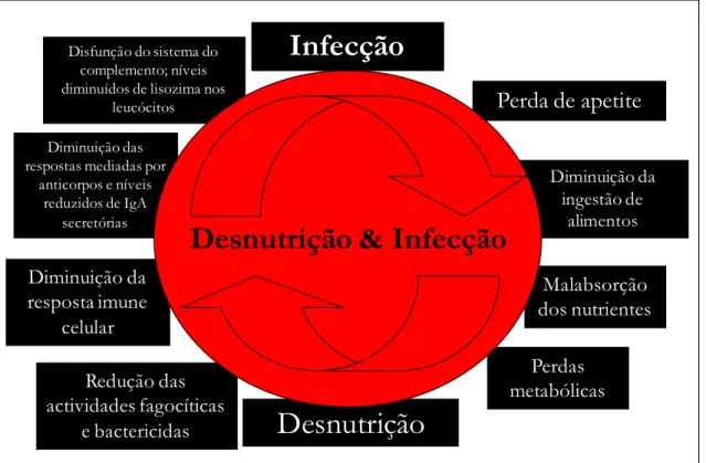 Figura 2: Interacção desnutrição-infecção. Adaptado de West (47) 