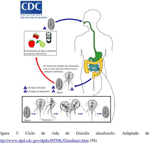 Figura  3:  Ciclo  de  vida  de  Giardia  duodenalis.  Adaptado  de  http://www.dpd.cdc.gov/dpdx/HTML/Giardiasis.htm (58) 