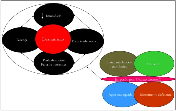 Figura  4:  Quadro  conceptual  do  estudo  da  associação  entre  a  infecção  por  Giardia  duodenalis e a desnutrição