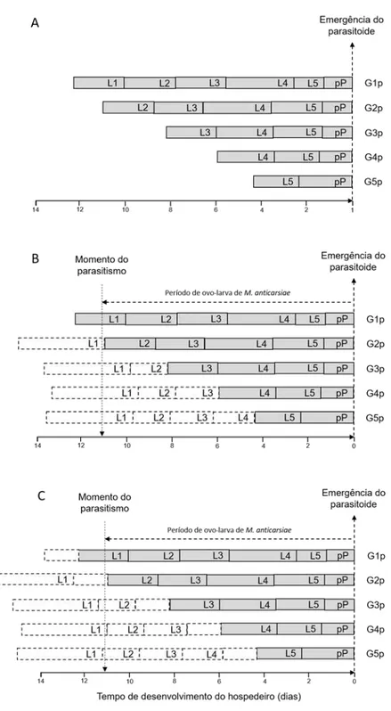 Figura  3.  Resultado  do  ínstar  larval  de  Anticarsia  gemmatalis  parasitado  por  Microcharops  anticarsiae  em  campo  de  soja  tolerante  ao  glifosato,  ano  agrícola de 2014/15