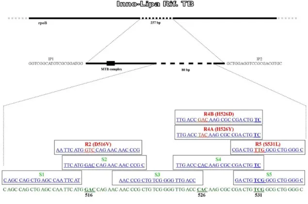 Figura 6. Representação esquemática do gene rpoB e das posições dos “primers” e das sondas do INNO-LiPA Rif