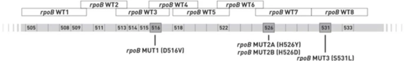Figura 9. Representação esquemática da região de determinação de resistência à rifampicina (RRDR de “rifampicin  resistance determining region”) no gene rpoB e das posições das sondas do sistema MTBDRplus