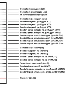 Figura 10. Ilustração da tira do sistema de detecção molecular GenoType MTBDRsl (adaptado de: Hain Lifescience, 2010)