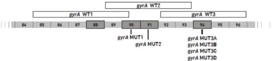 Figura 11. Representação esquemática da região de determinação de resistência às fluoroquinolonas (QRDR de “quinolone- “quinolone-resistance determining region”) no gene gyrA e das posições das sondas do sistema MTBDRsl