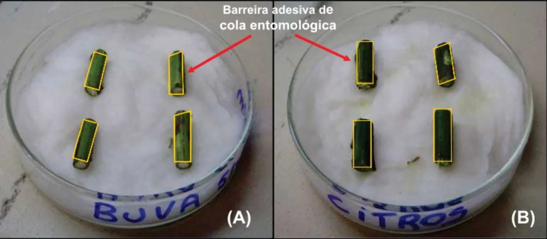 Figura 1 - Placas de Petri contendo algodão hidrófilo e secções de plantas de buva (A) e de laranja (B).
