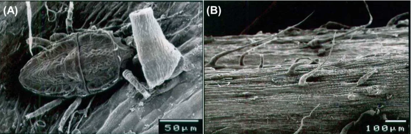 Figura 3 - Eletrón-micrografias de varredura: (A) ácaro Brevipalpus phoenicis sobre Conyza canadensis alimentado na base do tricoma e (B) superfície do caule de C