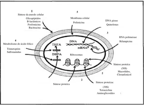 Figura  2.  Representação  esquemática  dos  principais  mecanismos  de  acção  de  agentes  antimicrobianos